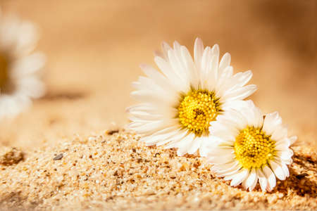 Beautiful white daisy flowers lie on sandy floor in sunlight perfect scenery for post and greeting cardsの写真素材
