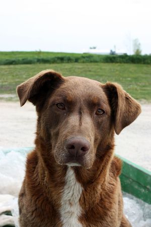 Cute lab mix looking at the camera.の写真素材