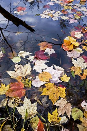 Colofrul confetti of autumn leaves in water.