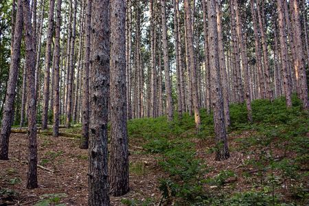 Pine Tree forest stand in Michiganの写真素材