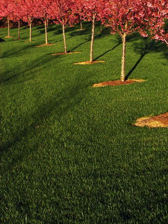 Row of beautiful trees in a line in the spring                               の写真素材