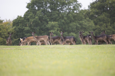 Group of deer in a large fieldの写真素材