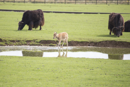 Deer walking across waterの写真素材