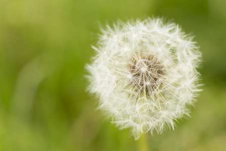 Close up of a Dandelionの写真素材