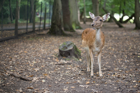 Deer in country park looking passed camera in case of dangerの写真素材