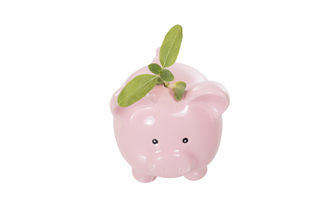 Piggy bank with a young fresh green plant in the money slot isolated on white in a conceptual ecological imageの写真素材