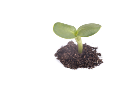 Small green plant sprouting from pile of soil, isolated on white background with copy spaceの写真素材