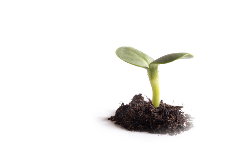 Green plant with two leaves sprouting through pile of soil, close-up view isolated on white background with copy spaceの写真素材