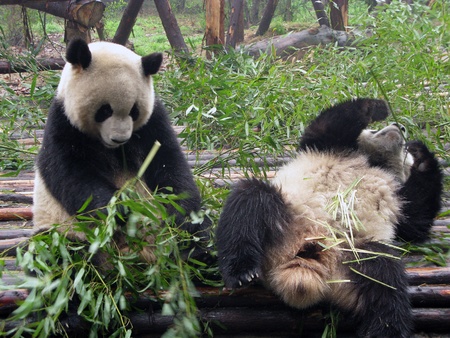 Laughing Pandaの写真素材