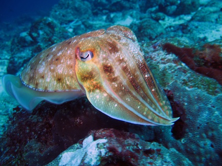 Cuttlefish            