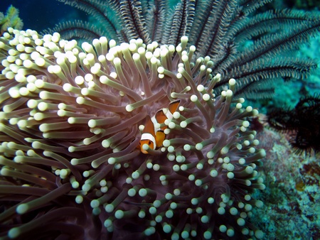 Hiding Clown Fish                     の写真素材