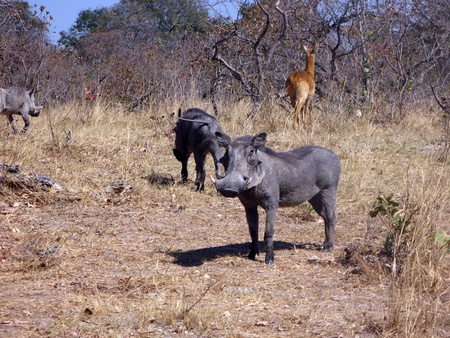 Wild Warthog の写真素材