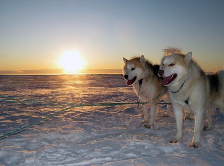 Greenland Huskiesの写真素材
