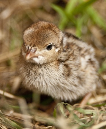 Day old French Partridge Chick