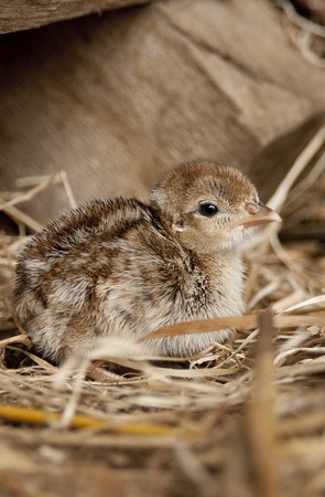 Day old French Partridge Chick