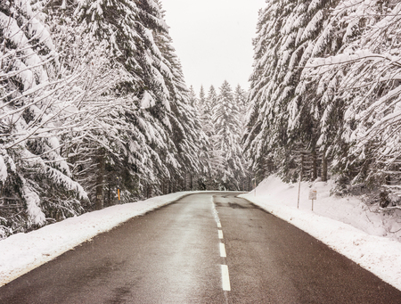 A cleared road in the mountains surrounded by snowy firs in early winter (november 2017) in the Vosges (France)の写真素材