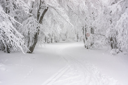 A winter landscape. A trail through the forest completely covered in snow (Vosges, France - november 2017).の写真素材