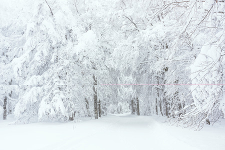 A winter landscape. A trail through the forest completely covered in snow (Vosges, France - november 2017).の写真素材