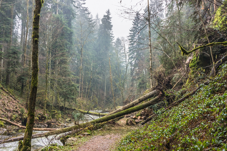 Some fallen trees after a storm over a trail in the forest, Vosges, France.の写真素材