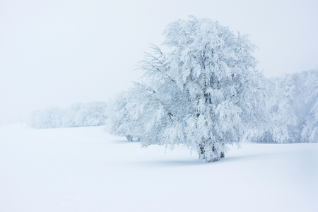 A single frozen and snowy tree in a snowfield in a foggy winter day - november 2017の写真素材