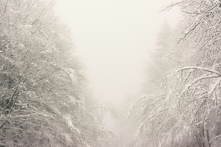 Frozen and snowy trees in winter in a foggy atmosphere - Vosges, France - december 2017の写真素材