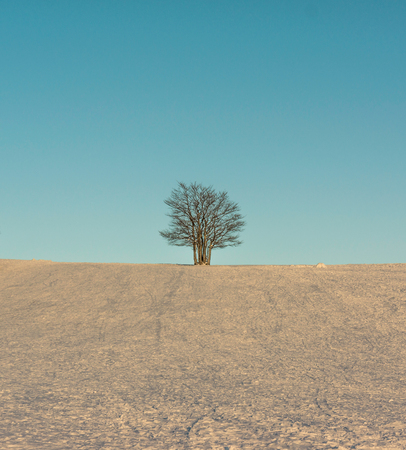 A single tree in a snowfield in winter at dusk during fine weather - authentic scene - vertical with copy space - winter 2017の写真素材