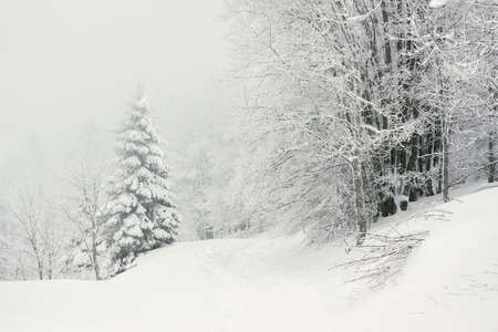 A trail covered in snow in a snowy forest in the Vosges mountains, France - december 2017の写真素材