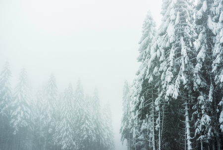 A winter landscape in the Vosges mountains (France) with snowy firs and a foggy atmosphere. December 2017.の写真素材