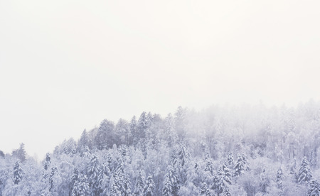 A winter landscape in the Vosges mountains (France) with snowy firs and a foggy atmosphere. The misty sky offers a large copy space. November 2017.の写真素材