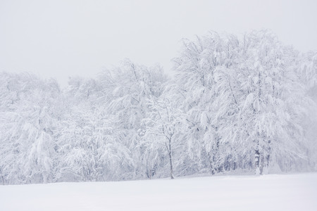 A winter landscape in the Vosges mountains (France) with snowy firs and a foggy atmosphere. November 2017.の写真素材