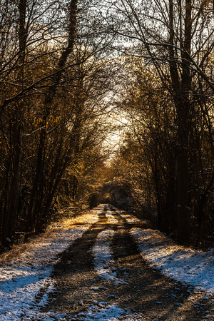 Snowy path in a forest on a late afternoon of winter, Alsace, France.の写真素材