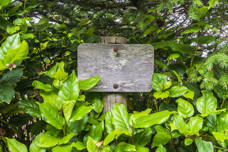 Blank Old wooden signpost surrounded by vegetation. Mockup and ads concept.の写真素材