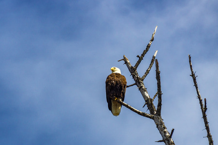 An american bald eagle Haliaeetus leucocephalus perched on a dead tree against a blue sky, Washington State coast, Rialto Beach, USA.の写真素材