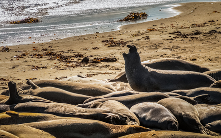 Elephant seals, mirounga angustinostris, group sleeping in the sand on late afternoon at Elephant Seal Vista Point, along Cabrillo Highway, Pacific California Coast, USA.の写真素材