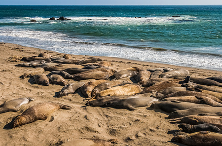Elephant seals, mirounga angustinostris, group sleeping in the sand on late afternoon at Elephant Seal Vista Point, along Cabrillo Highway, Pacific California Coast, USA.の写真素材