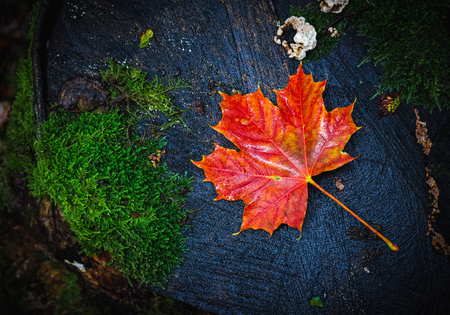 Flat lay picture of a wet red maple leaf, Acer platanoides L., lying on a mossy tree stump. Autumn...
