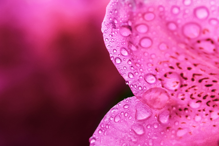 Macro close-up of a pink Rhododendron flower petal with droplets and large copy space. Floral backdrop or background.の写真素材