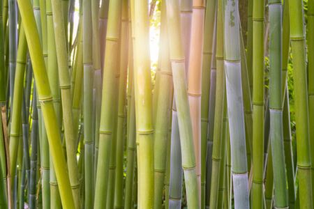 Bamboo, Bambusoideae, forest close-up with light flare or burst shining through the stems. Plant and greenery background, backdrop or wallpaper.の写真素材