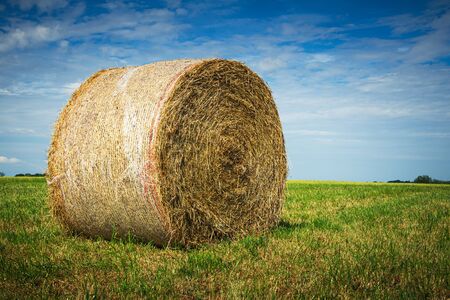 Closeup of a haystack in a grass field with blue sky and copy space on a sunny day of summer.