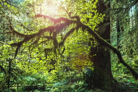 Inside Sol Duc Rain Forest with mossy trees,  National Park, Washington state, USA.の写真素材