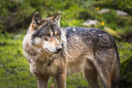 Portrait of a gray or european or eurasian wolf, canis lupus lupus, France.