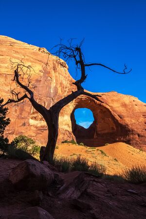 The Ear of the Wind Arch with a dead juniper tree in the foreground, Monument Valley Navajo Tribal Park, Arizona, USA.の写真素材