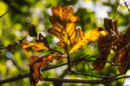 Close-up of an orange and brown oak leaf during the process of senescence in fall or automn. の写真素材
