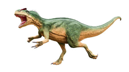 Allosaurus fragilis with attack or aggressive pose isolated on white background. Dinosaur realistic...