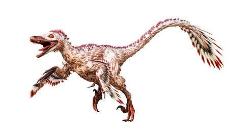 Running Velociraptor mongoliensis isolated on white background. Theropod dinosaur with feathers from Cretaceous period scientific 3D rendering illustrationの写真素材