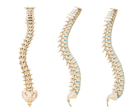 Common spinal disorders 3D rendering illustration isolated on white background. Scoliosis, lordosis and kyphosis curvature of the spine. Medical and healthcare, human anatomy, medicine concept.の写真素材