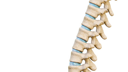 Close-up of vertebrae and intervertebral disks of a human spinal column or backbone isolated on a white background with copy space .. Medical and anatomy 3D rendering illustration.の写真素材