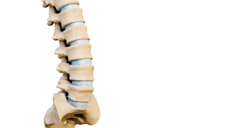 Close-up of lumbar vertebrae and intervertebral disks of a human spinal column or backbone isolated on a white background with copy space. Medical and anatomy 3D rendering illustration.の写真素材