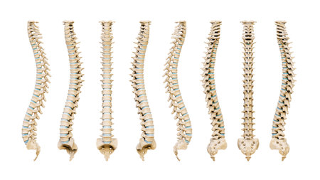 Human spinal column or backbone from eight various angles isolated on a white background. Medical and scientific anatomy 3D render illustration.の写真素材