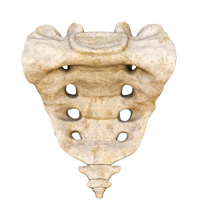 Detailed anterior face or front view of human sacrum and coccyx 3D rendering illustration isolated on white background. Blank anatomical chart. Anatomy, medical, biology, science concept.の写真素材